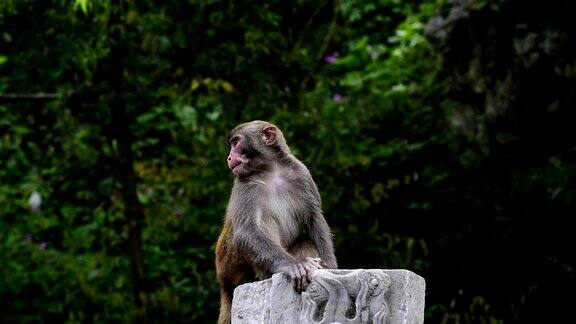 野生猕猴的日常生活猴子坐在那里
