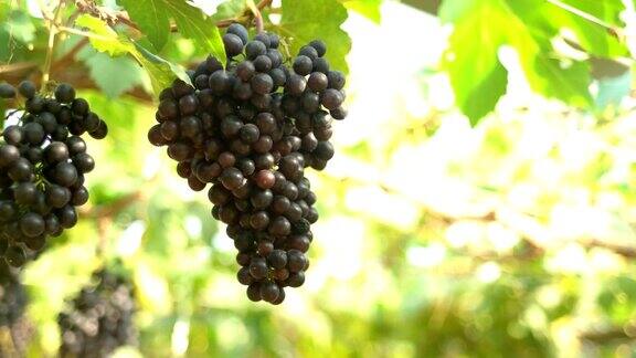 淘金镜头:葡萄园里的红葡萄