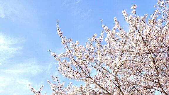 蓝天上随风摇曳的樱花