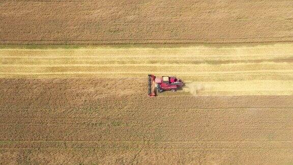 联合收割机骑在田间收获小麦