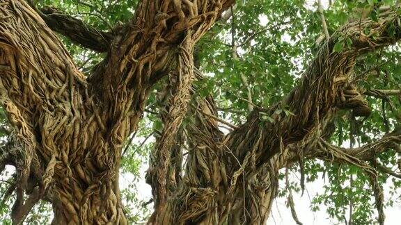 有雕刻根的榕树树干