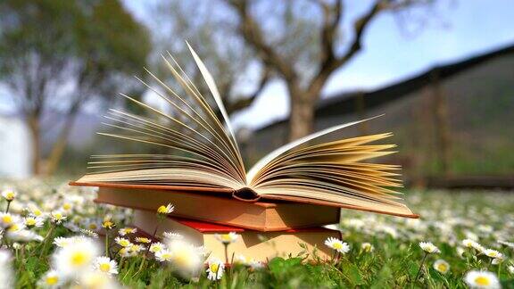 一堆旧书躺在草地和甘菊丛中被风吹翻的黄色纸张书籍给人们知识教育