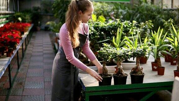 年轻快乐微笑的女园丁与马尾辫在围裙在温室工作她正在把装着植物的花盆放在架子上Slowmotion拍摄