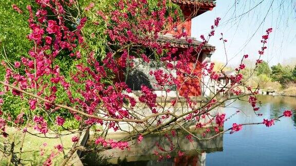 在水边的池塘里日本温柏或日本木瓜春季大开的鲜红色花朵