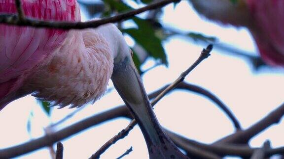 近距离的玫瑰琵鹭鸟的头