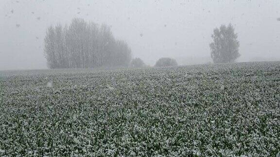 春雪飘落在田野上麦苗绿油油的