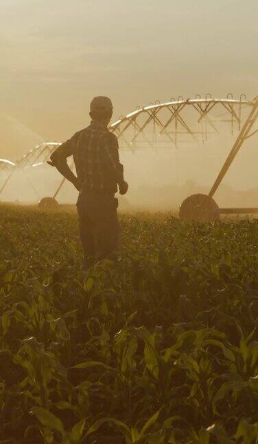 一名农民看着农业洒水器给玉米地浇水