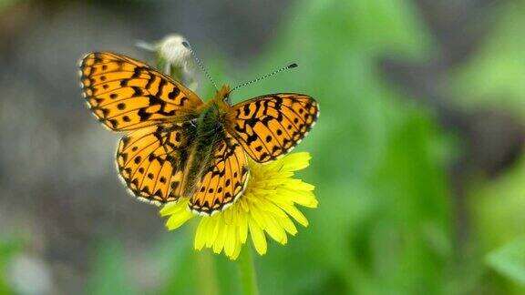 夏日森林里一只橙色的蝴蝶停在蒲公英花上