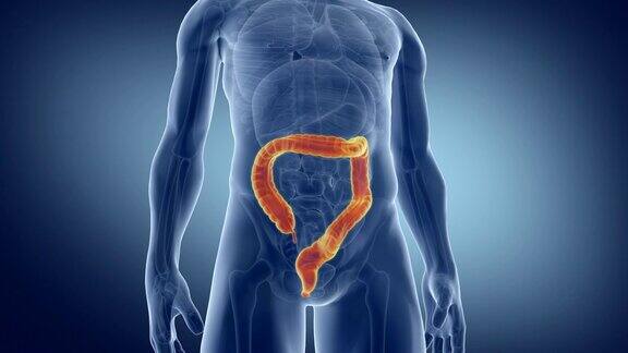人类的肠道医学上精确的大肠动画
