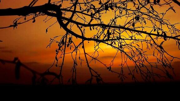白桦日落剪影树在树枝上自然橙色景观