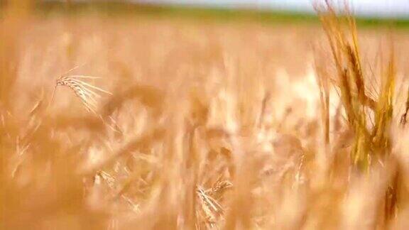 小麦在风