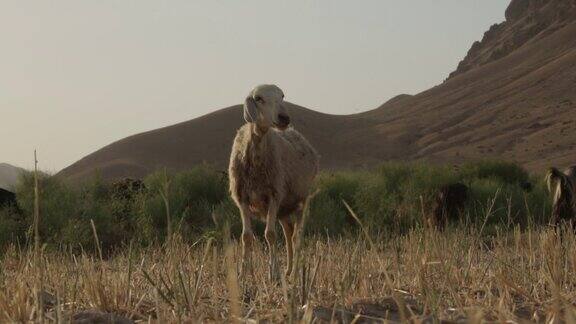阿富汗萨芒干的山羊