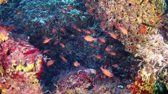 水下场景-红衣主教鱼在一个彩色的珊瑚礁