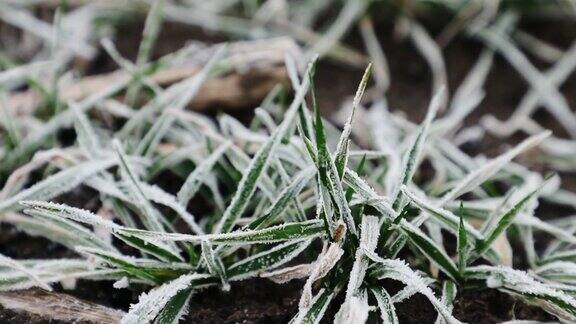 霜冻落在冬田的绿麦苗上