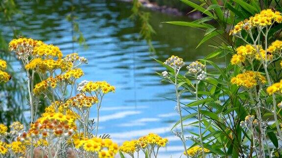 大自然中的黄花和湖水