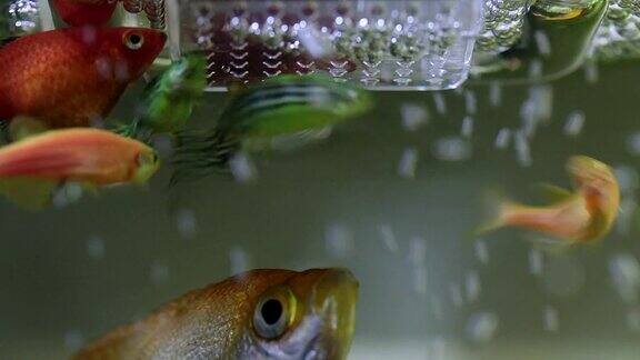 淡水外来鱼以食鱼器里的蠕虫为食
