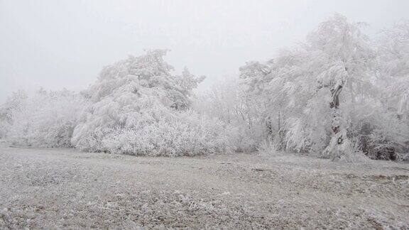 超现实主义的空地天气多风树上结满了白霜