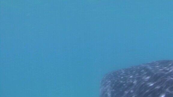 鲸鲨(斑疹犀牛)
