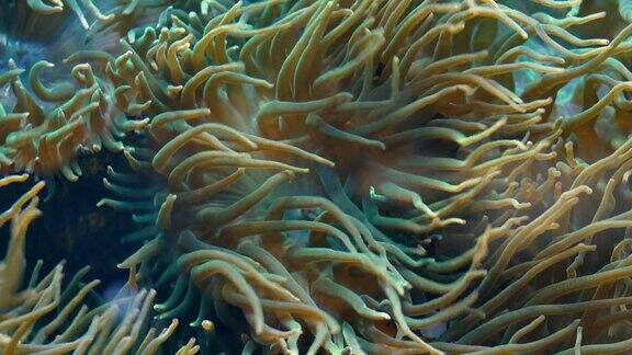 彩色珊瑚珊瑚虫浅水珊瑚礁特写