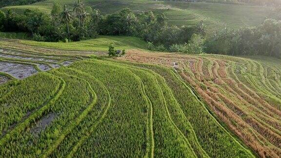晨光下的绿色梯田鸟瞰图巴厘岛的乡村