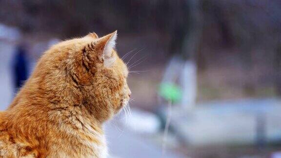 早春街头公园里无家可归的红猫有趣的城市的猫