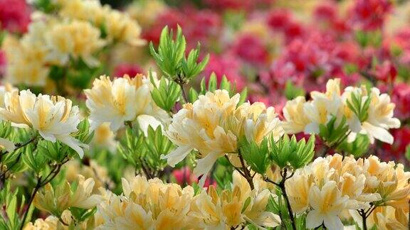 盛开着美丽的黄粉色杜鹃花