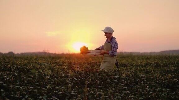 日落时分一位农妇背着一个装着蔬菜的箱子在田里干活