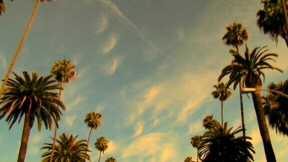 罗迪欧大道日落时的棕榈树-高清