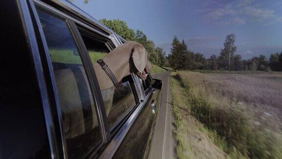 狗在旅行探出车窗享受风