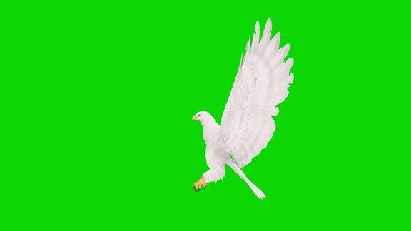 白色的鹰飞在绿色屏幕上的慢动作动画概念动物、野生动物、游戏、返校、3d动画、短视频、电影、卡通、有机、色度键、角色动画、设计元素、可循环