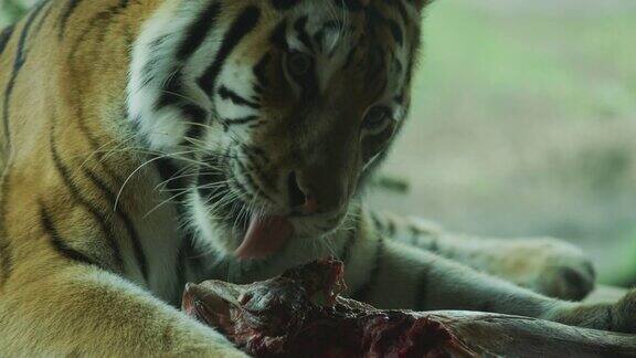 老虎吃肉
