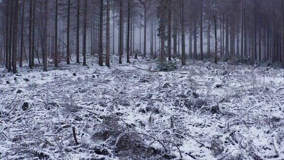 在冬天浓雾弥漫的森林里