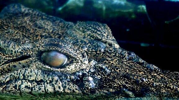 鳄鱼的眼睛会在潜水时眨眼或闭上眼睛