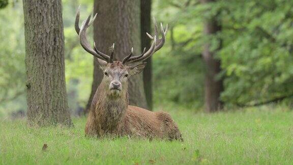 马鹿(Cervuselaphus)咆哮着