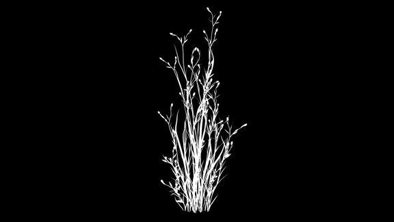 一个生长的真实植物孤立在白色的3d渲染