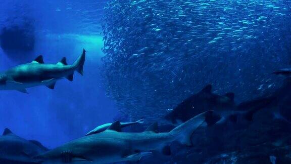 鲨鱼和大眼沙丁鱼