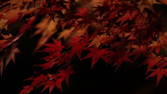 日本秋叶夜景