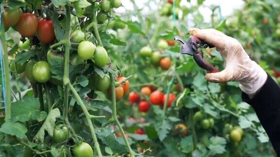 在温室里照料西红柿的农民