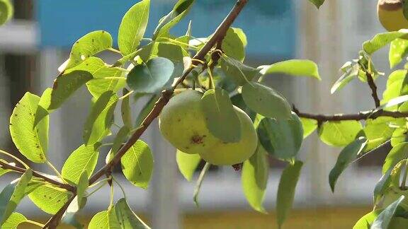 夏季花园中成熟的有机梨品种新鲜多汁的梨在梨树的树枝上自然环境中的有机梨夏季花园里梨的收成
