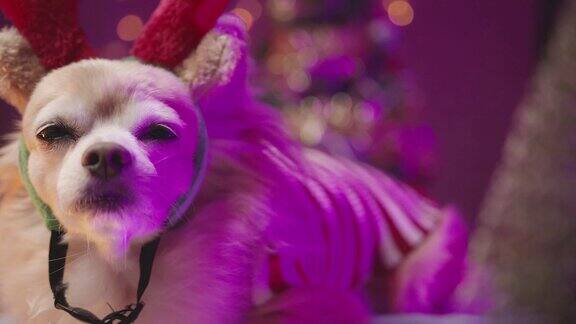 可爱的漂亮的大腿狗坐放松与圣诞树和节日装饰对象庆祝节日动物宠物概念