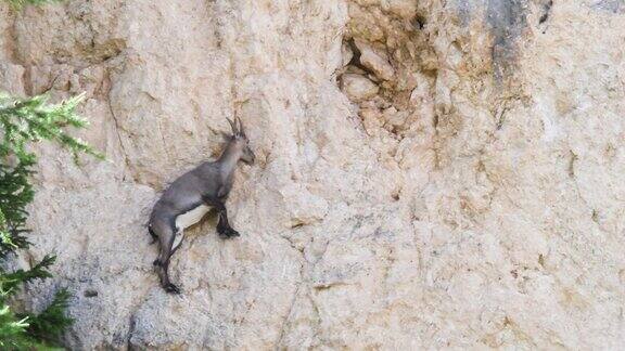 雌野山羊正在从岩石上跳过矿物盐
