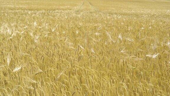 在农田里摇摆的小麦和水稻
