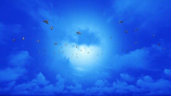 鸽子迎着蓝天飞翔