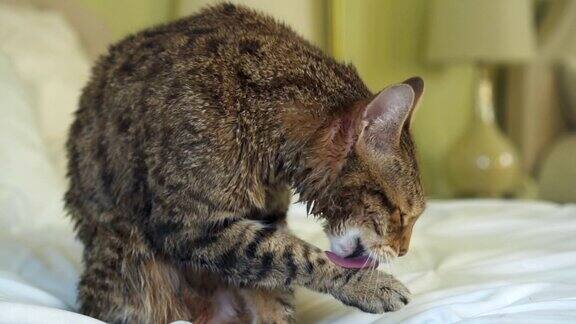 孟加拉猫洗澡后舔他的湿毛在缓慢的运动
