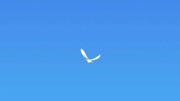 鸽子在蓝天上飞翔(超慢镜头)