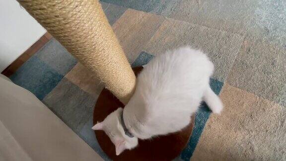 猫玩抓柱子