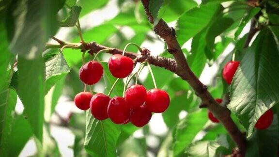 一串樱桃挂在树上孤立无援夏天的水果有机食品收获前挂在树上的有机樱桃特写水果风吹着美味的水果