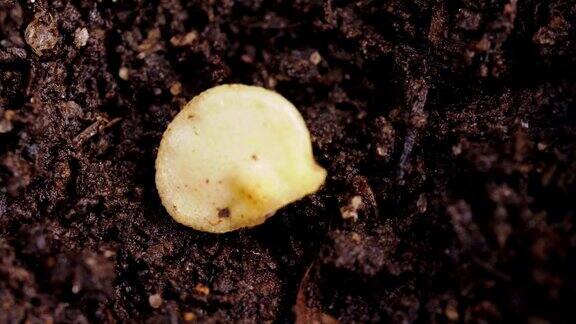 种植甜椒种子掉进土里的洞里