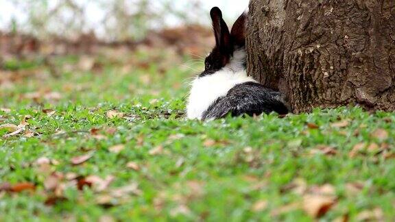 兔子躺在草地上跳了起来