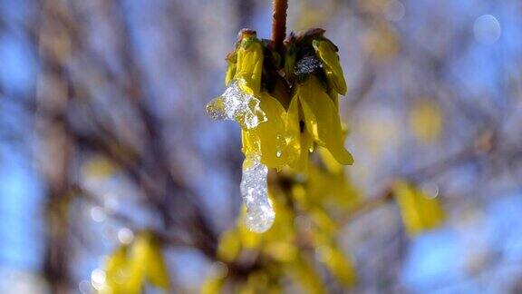 黄花上覆盖着一层雪